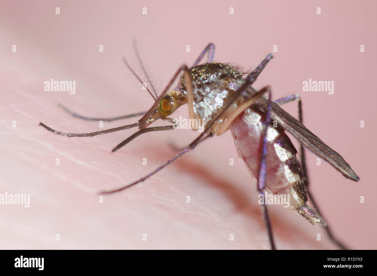 Zanzara, Psorophora ferox, mordere la pelle umana e ottenere congestioni con il sangue Foto Stock