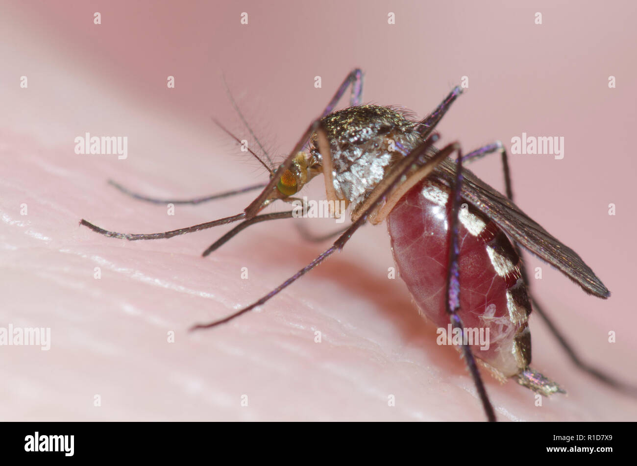 Zanzara, Psorophora ferox, mordere la pelle umana e ottenere congestioni con il sangue Foto Stock