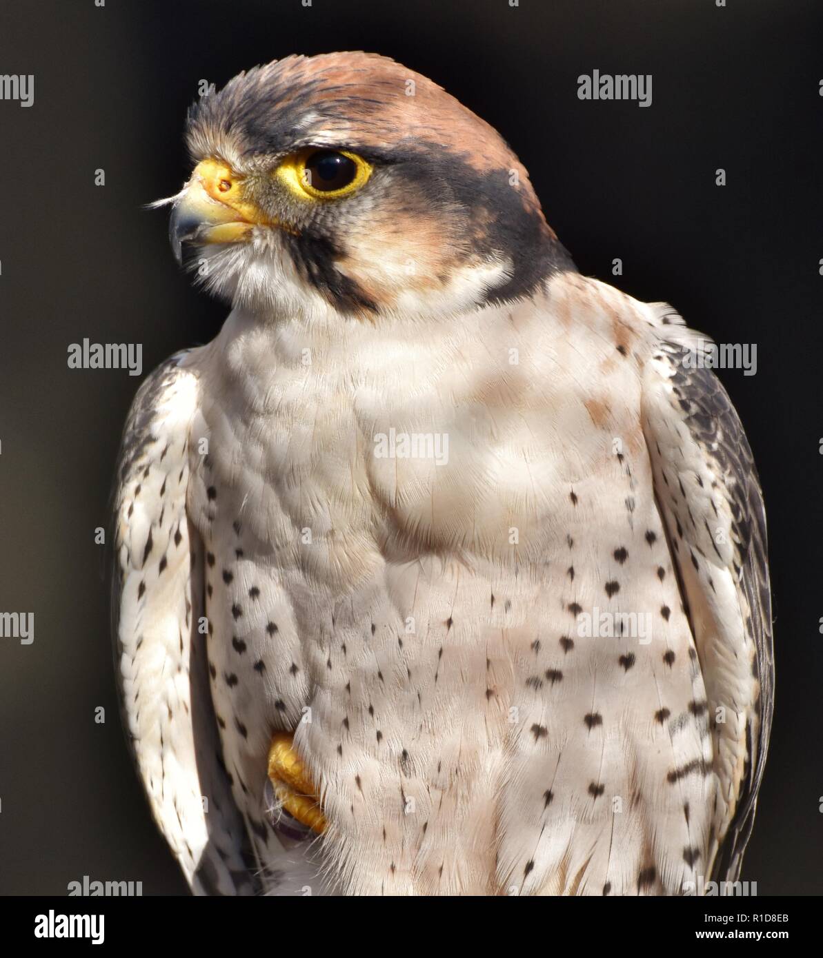 Lanner Falcon (Falco biarmicus) su sfondo nero Foto Stock