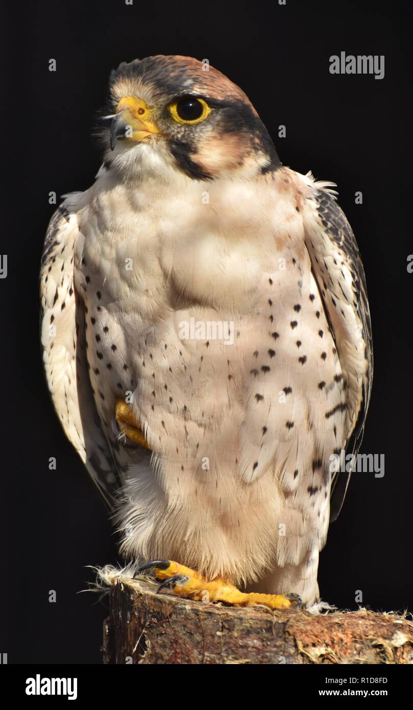 Lanner Falcon (Falco biarmicus) su sfondo nero Foto Stock