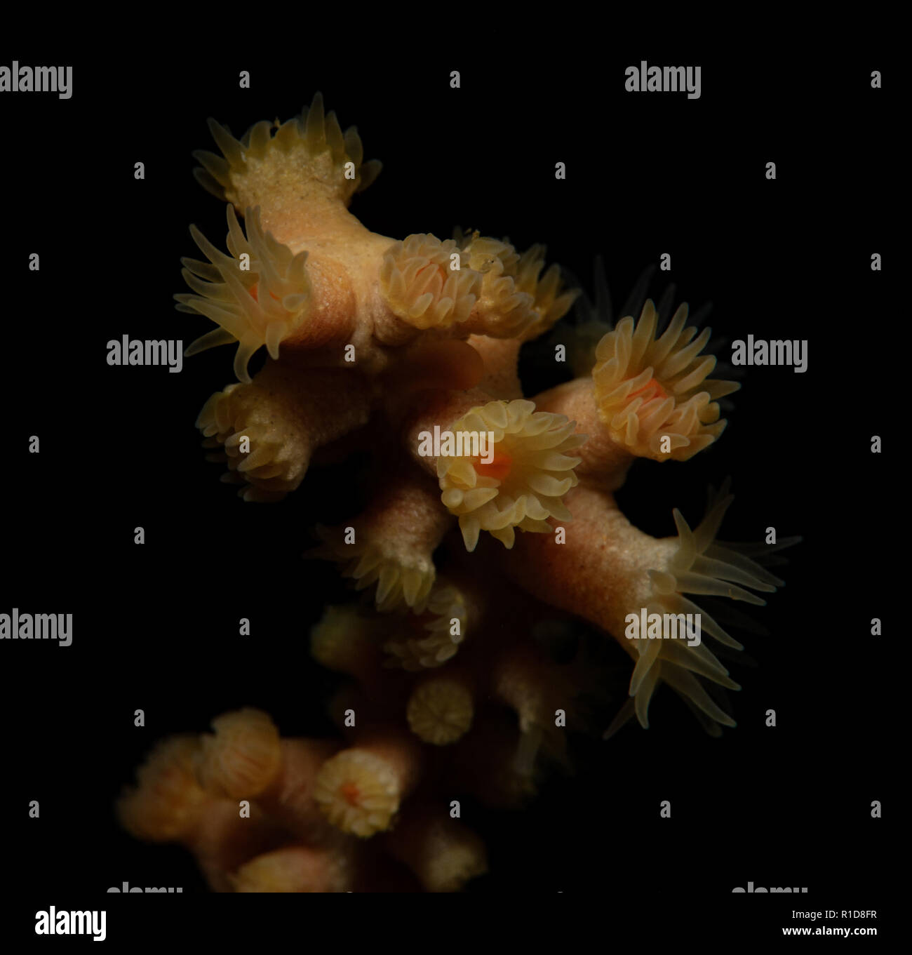 Savalia lucifica, Zoanthid Anemone Foto Stock