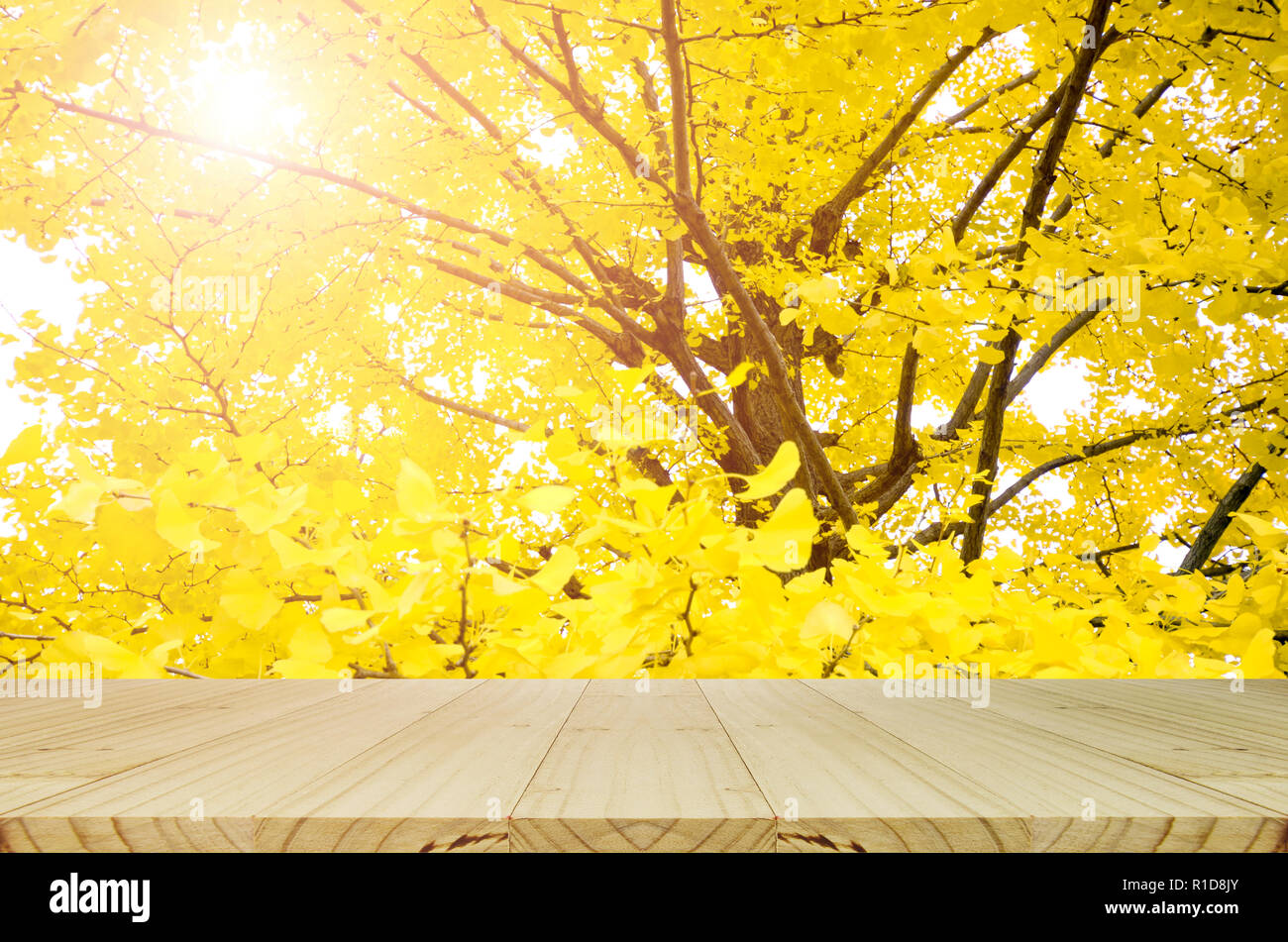 Vista tabella in legno e completamente giallo del Ginkgo Foglie di autunno con sfondo bokeh di fondo. Foto Stock