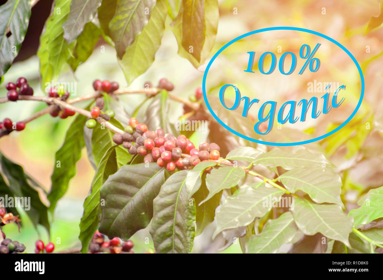 Caffè organico con macchie di fondo e tonalità di luce calda. Foto Stock