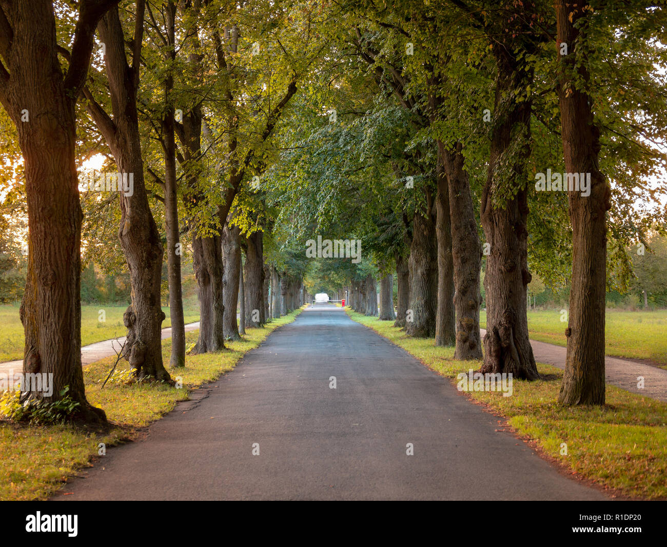 Immagine del viale con alberi e strada vuota in autunno a Augsburg Germania Foto Stock