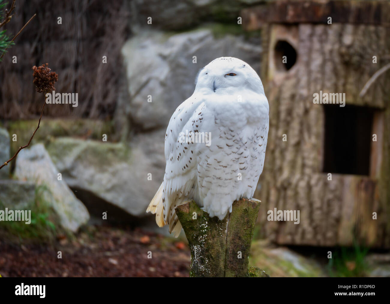 Chiudere l immagine di un bianco della neve il gufo seduto su un tronco Foto Stock