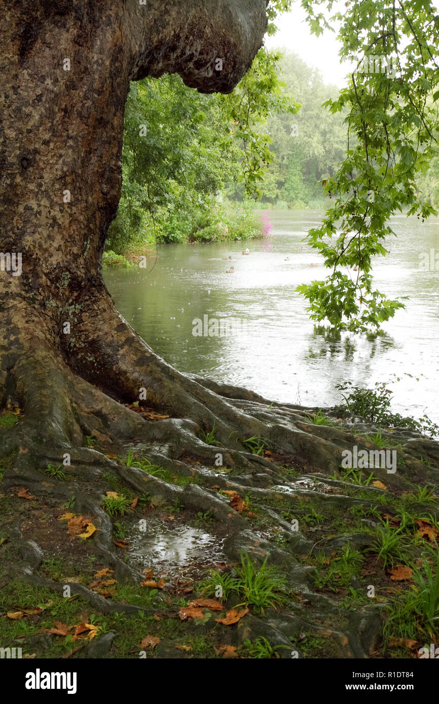 Albero con grandi radici da stagno nella pioggia Foto Stock