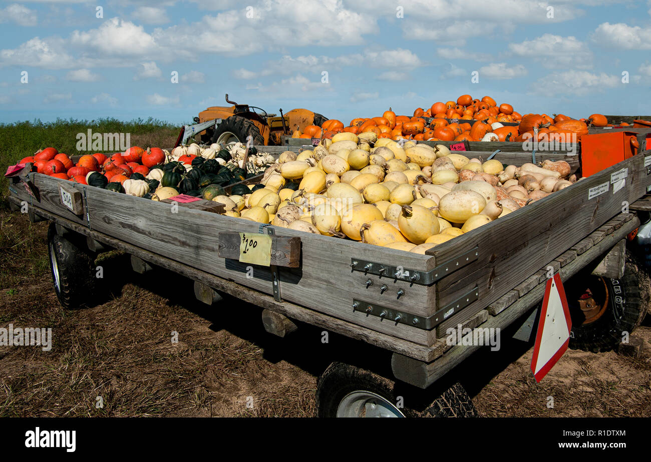 Onore del sistema Mercato: trattore-disegnato carrelli con un contributo in contanti di creare caselle di una banchina mercato agricolo per zucche e squash nel sud del Wisconsin Foto Stock