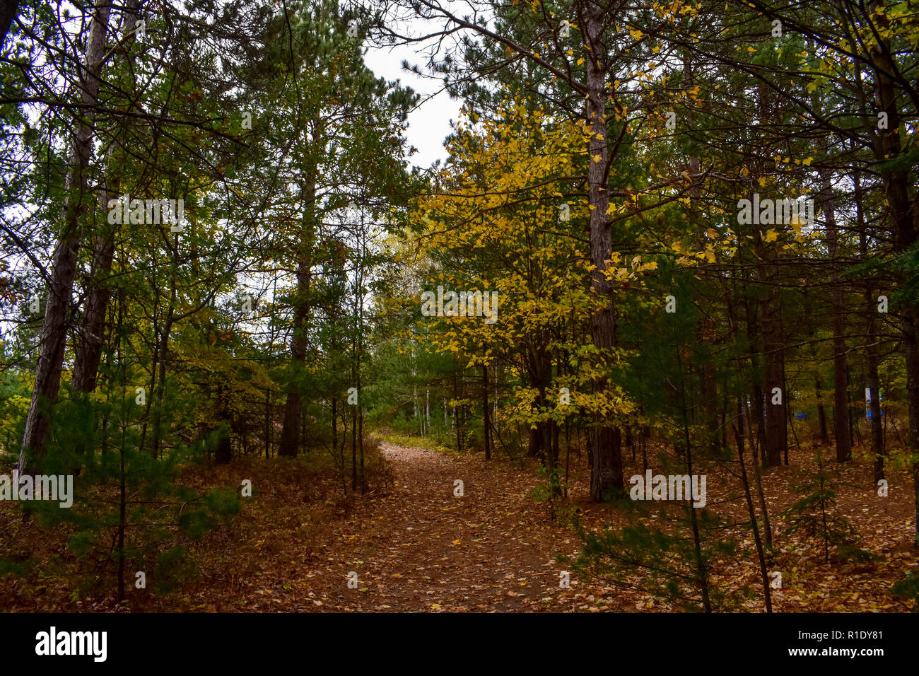 Sentiero forestale, Lumbermans monumento. Prese su di una tranquilla giornata di caduta nel Michigan. Foto Stock
