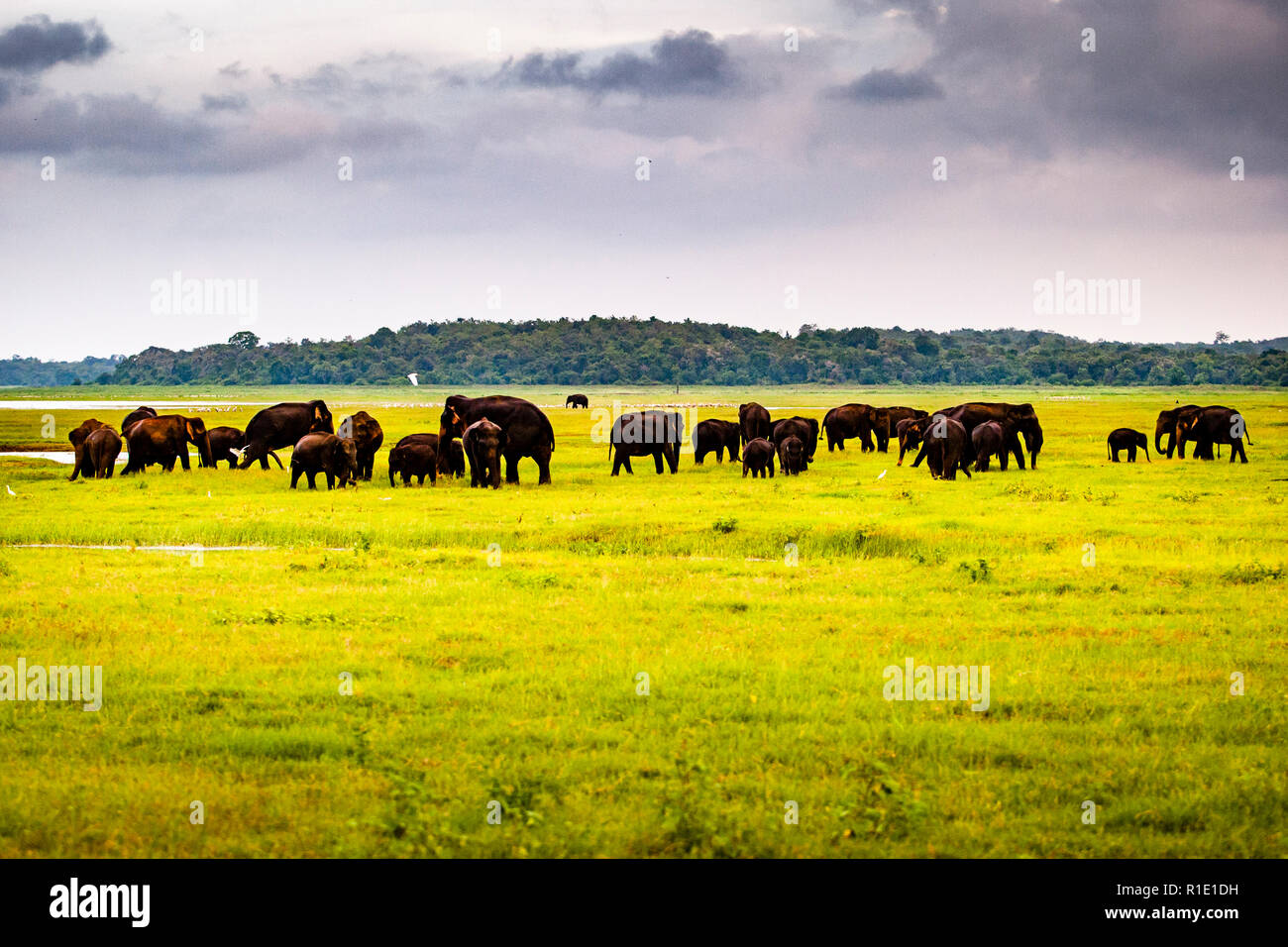 Elefanti in Kaudulla National Park, Sri Lanka Foto Stock