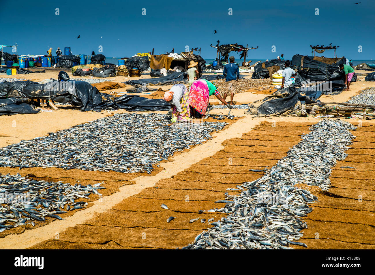 Pesca e produzione di pesce salato punto caldo dello Sri Lanka Foto Stock