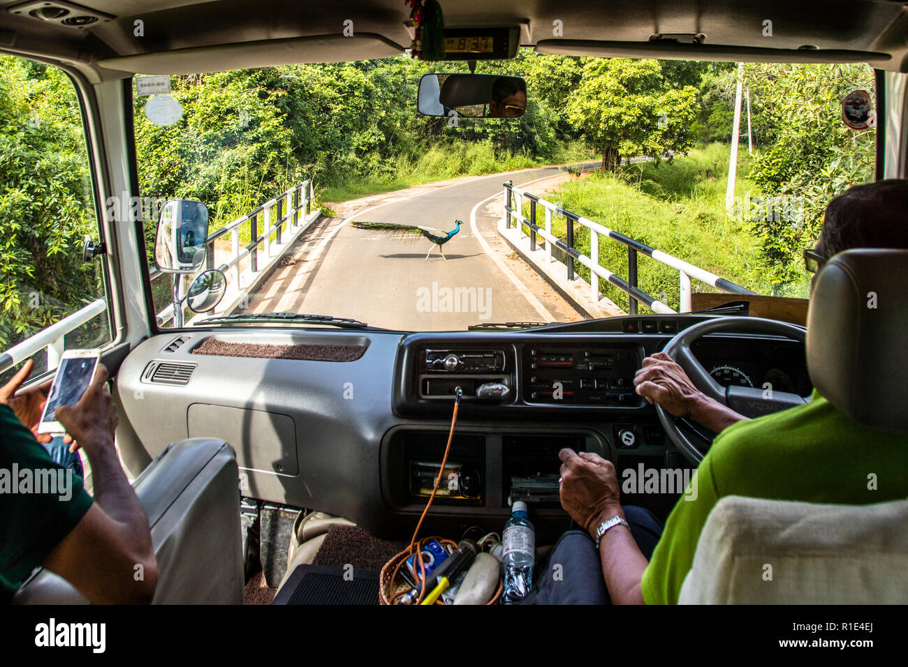 Strade strette o anche un pavone, che lentamente cammina sull'asfalto, ti fanno rallentare in Sri Lanka Foto Stock