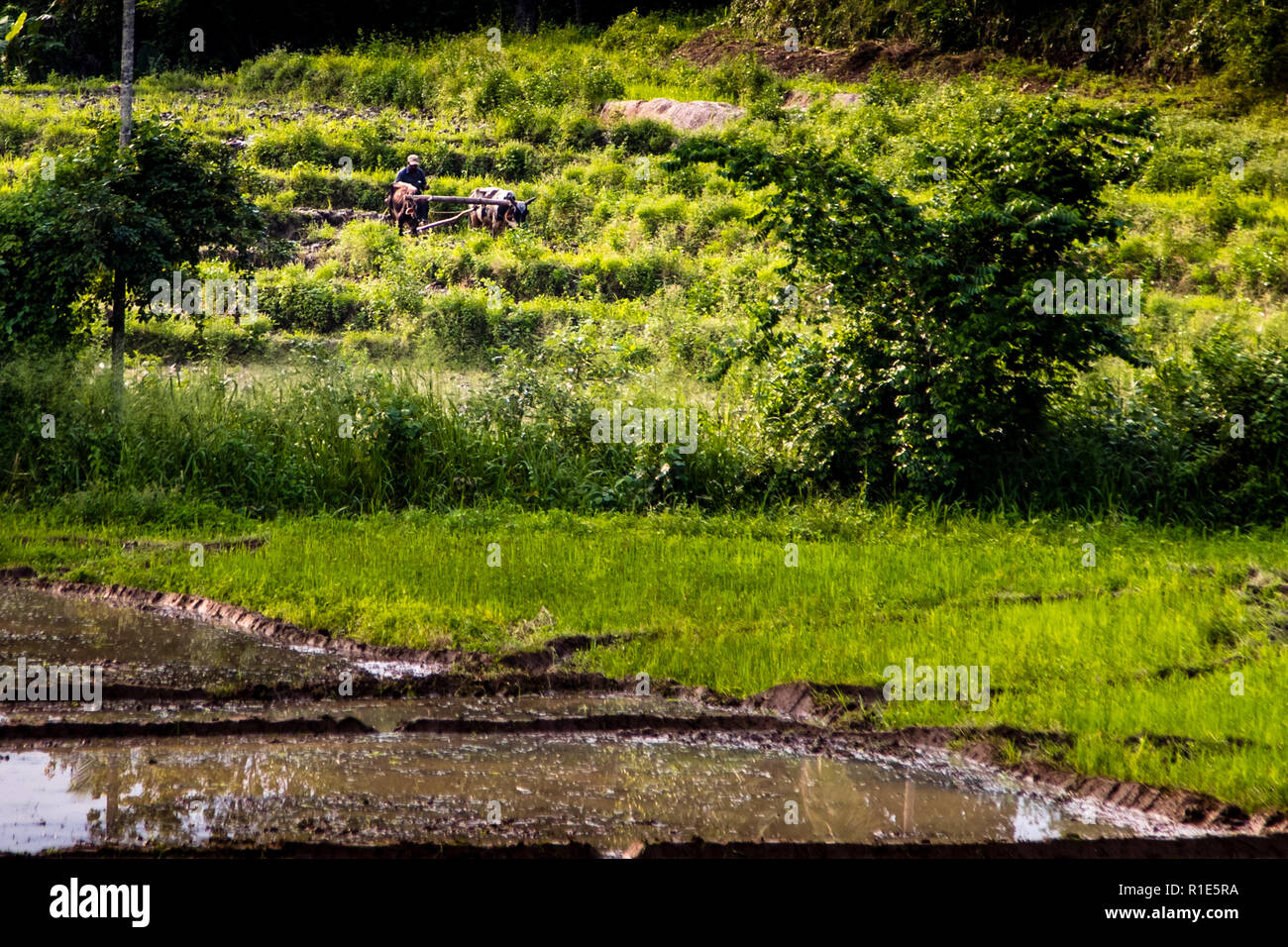 Un agricoltore guida una coppia di buoi attraverso una fitta boscaglia ai margini di una risaia lungo la strada Aluth Para vicino a Wellawaya, Sri Lanka, con terrazzamenti allagati in primo piano. L'aratura trainata da buoi è ancora comune nelle zone rurali dello Sri Lanka insieme all'uso dei trattori. Foto Stock