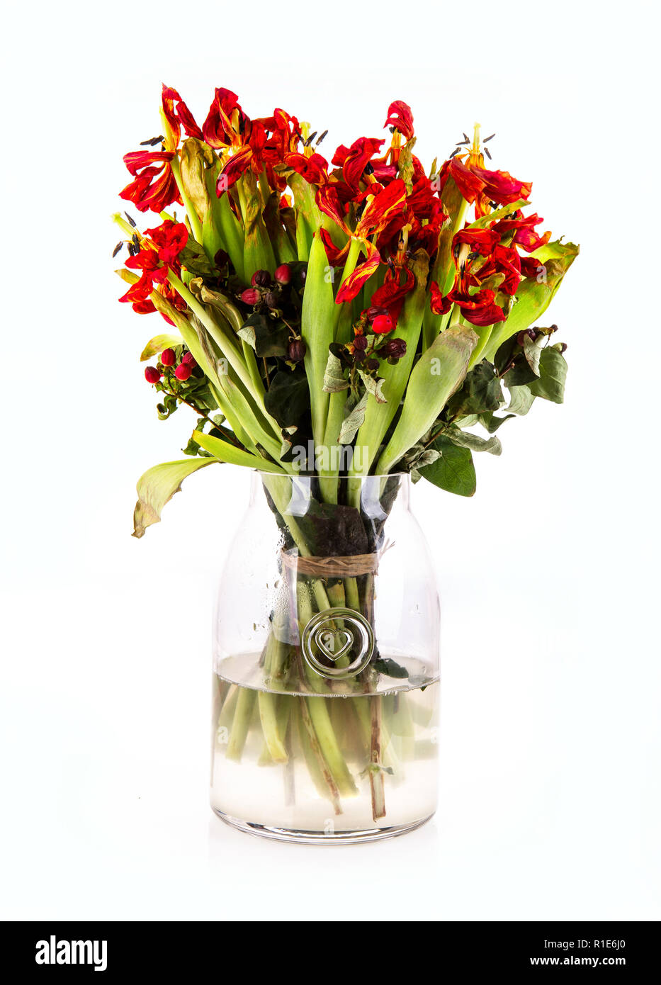 Vaso di vetro di morti e morenti tulip fiori su sfondo bianco Foto Stock