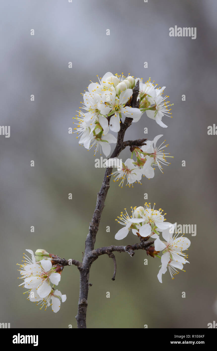 Wild prugna, Prunus sp., fiorisce Foto Stock