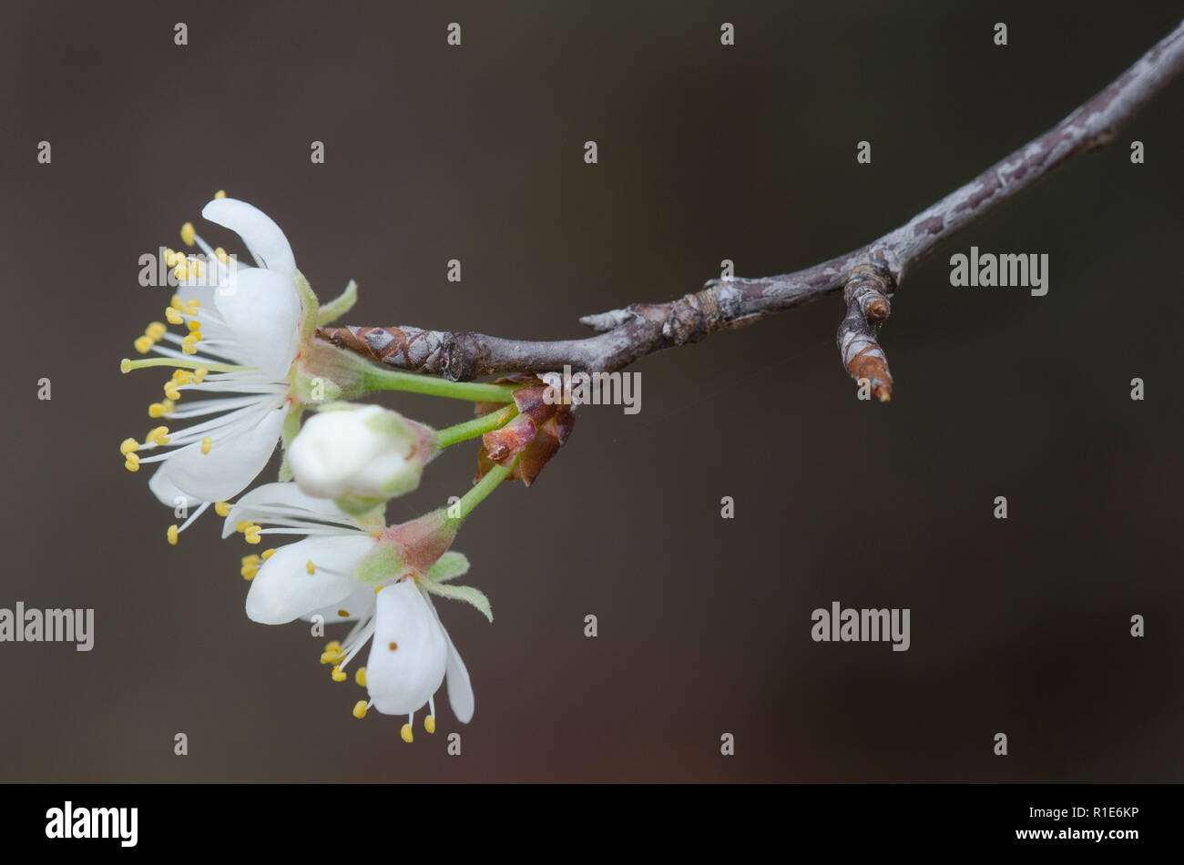Wild prugna, Prunus sp., fiorisce Foto Stock