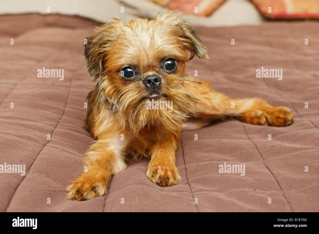 Bruxelles Griffon cucciolo giacente su un letto grande Foto Stock