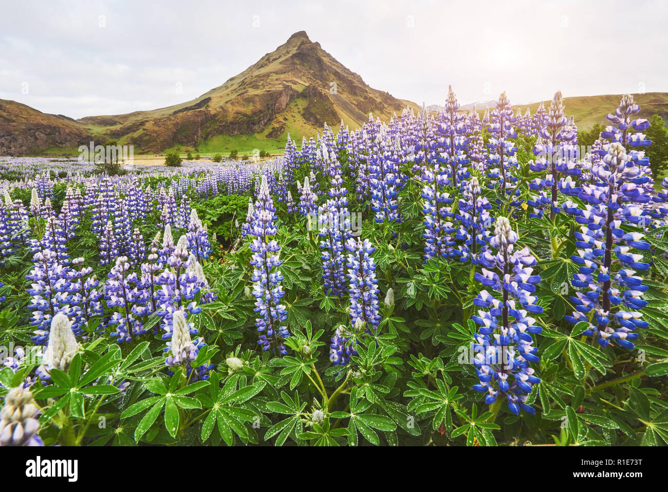 I pittoreschi paesaggi di foreste e montagne di Islanda. Blu selvaggio di lupino in fiore in estate Foto Stock