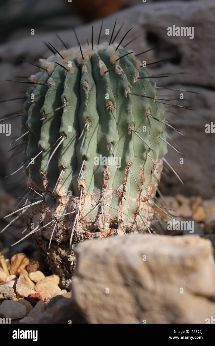 echinocereus stoloniferous deserto succulente pianta cactus che cresce nel giardino del deserto. Foto Stock