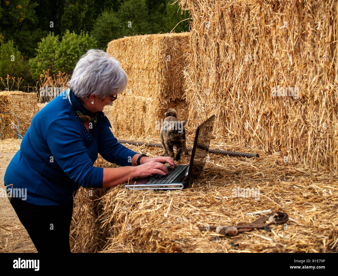 Un imprenditore senior donna che lavorano all'aperto su una fattoria con un computer portatile su una balla di fieno Foto Stock