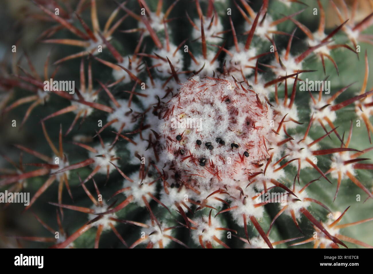 I cactus della testa dei Turchi che crescono nel giardino del deserto. Foto Stock