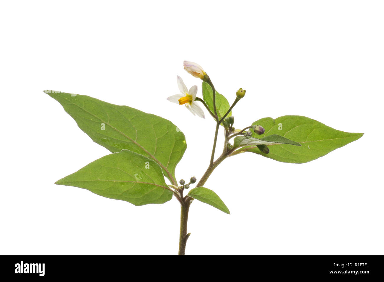 Erba Morella, Solanum nigrum, fiori e fogliame isolata contro bianco Foto Stock