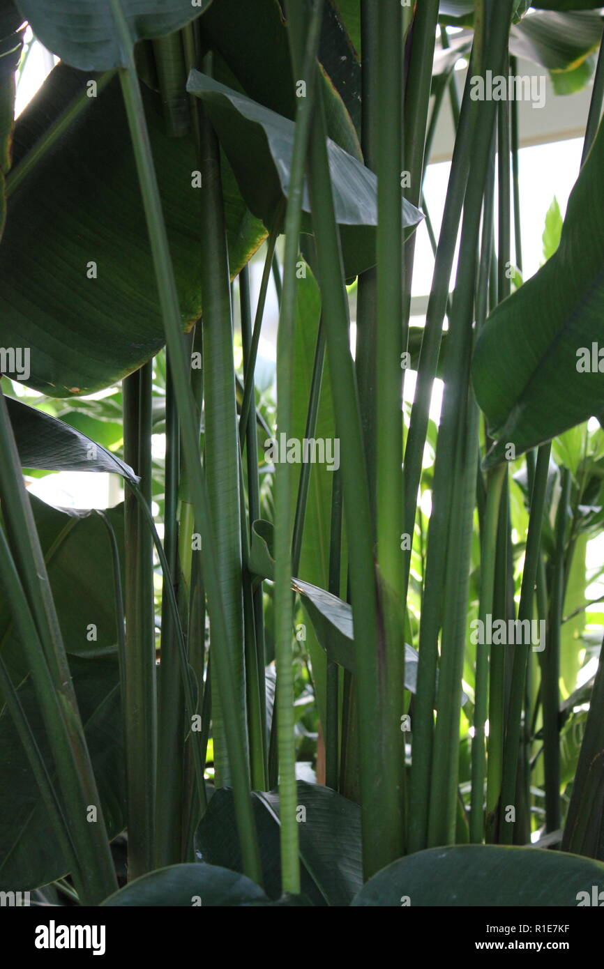 Aragosta artiglio, falso uccello-di-paradiso, heliconia paradiso che cresce nel prato. Foto Stock