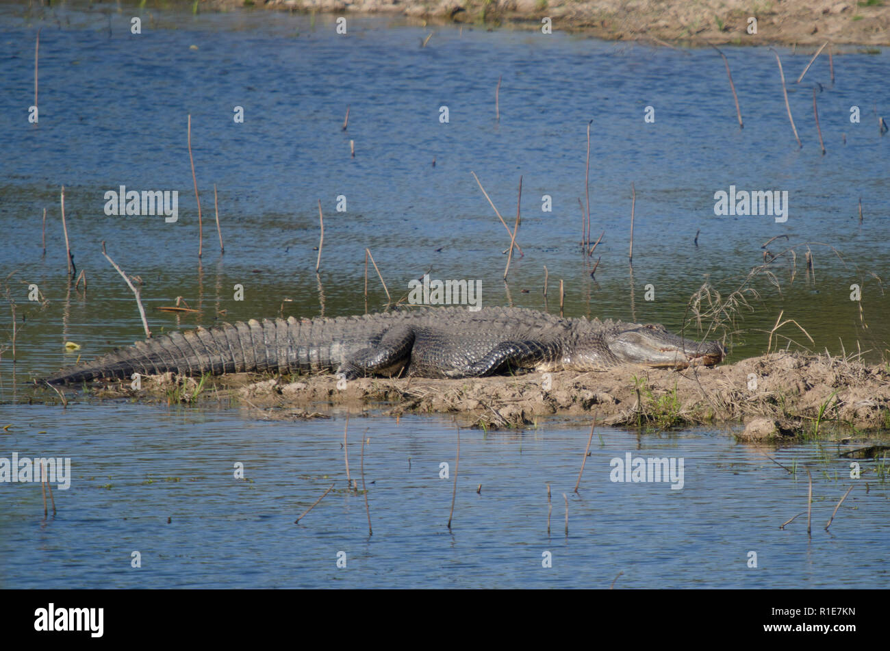 American Alligator Alligator mississippiensis Foto Stock