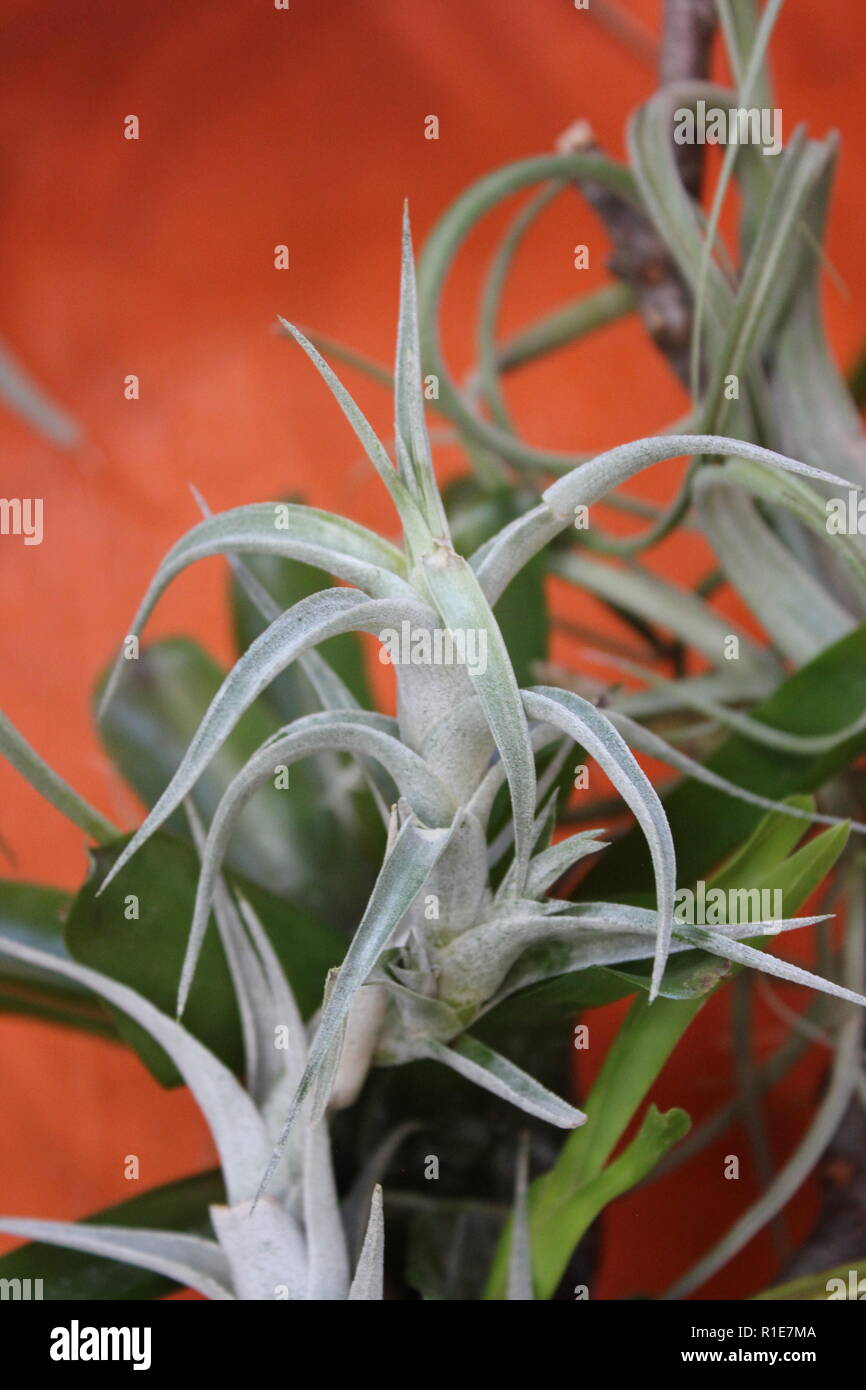 Belle piante epifite che crescono su un muro. Foto Stock