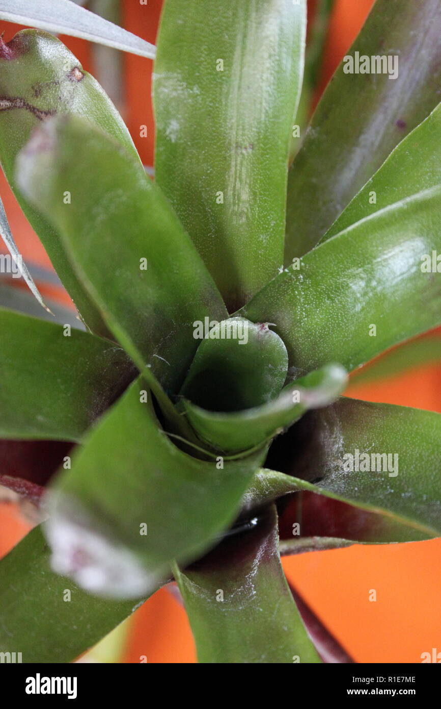 Belle piante epifite che crescono su un muro. Foto Stock