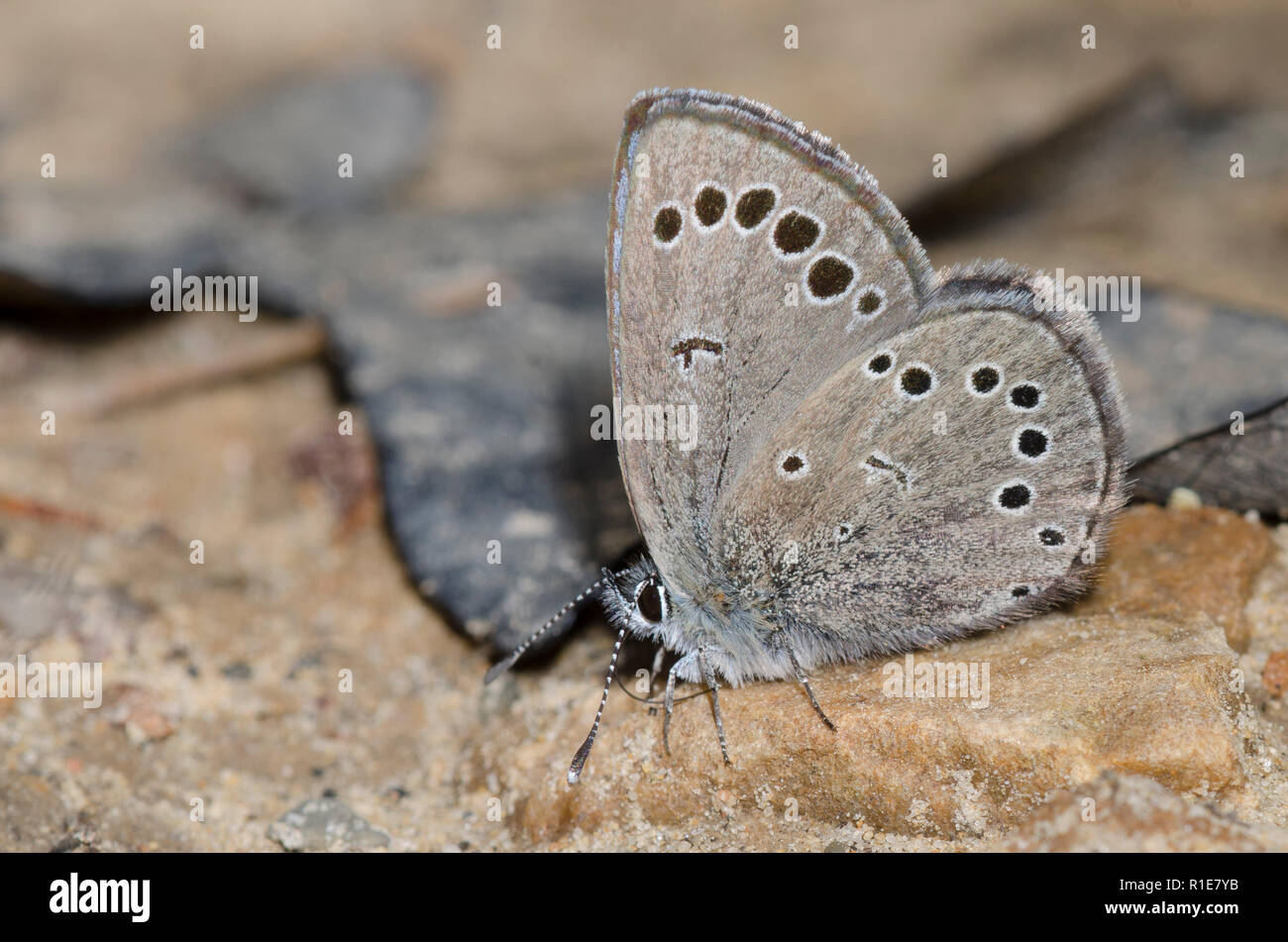 Blu argenteo, Glaucopsyche lygdamus, fango-copertura maschio Foto Stock