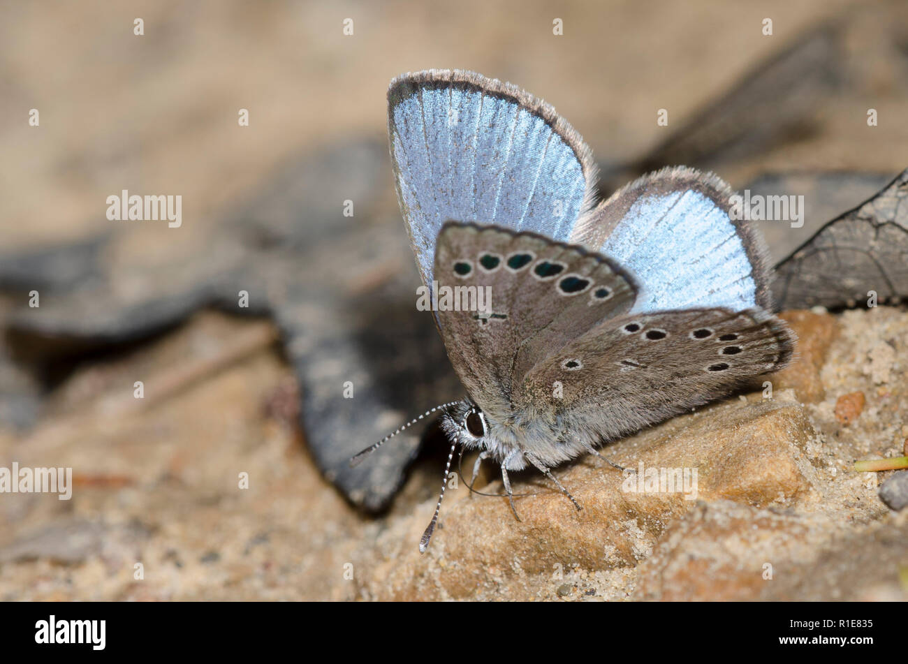 Blu argenteo, Glaucopsyche lygdamus, fango-copertura maschio Foto Stock