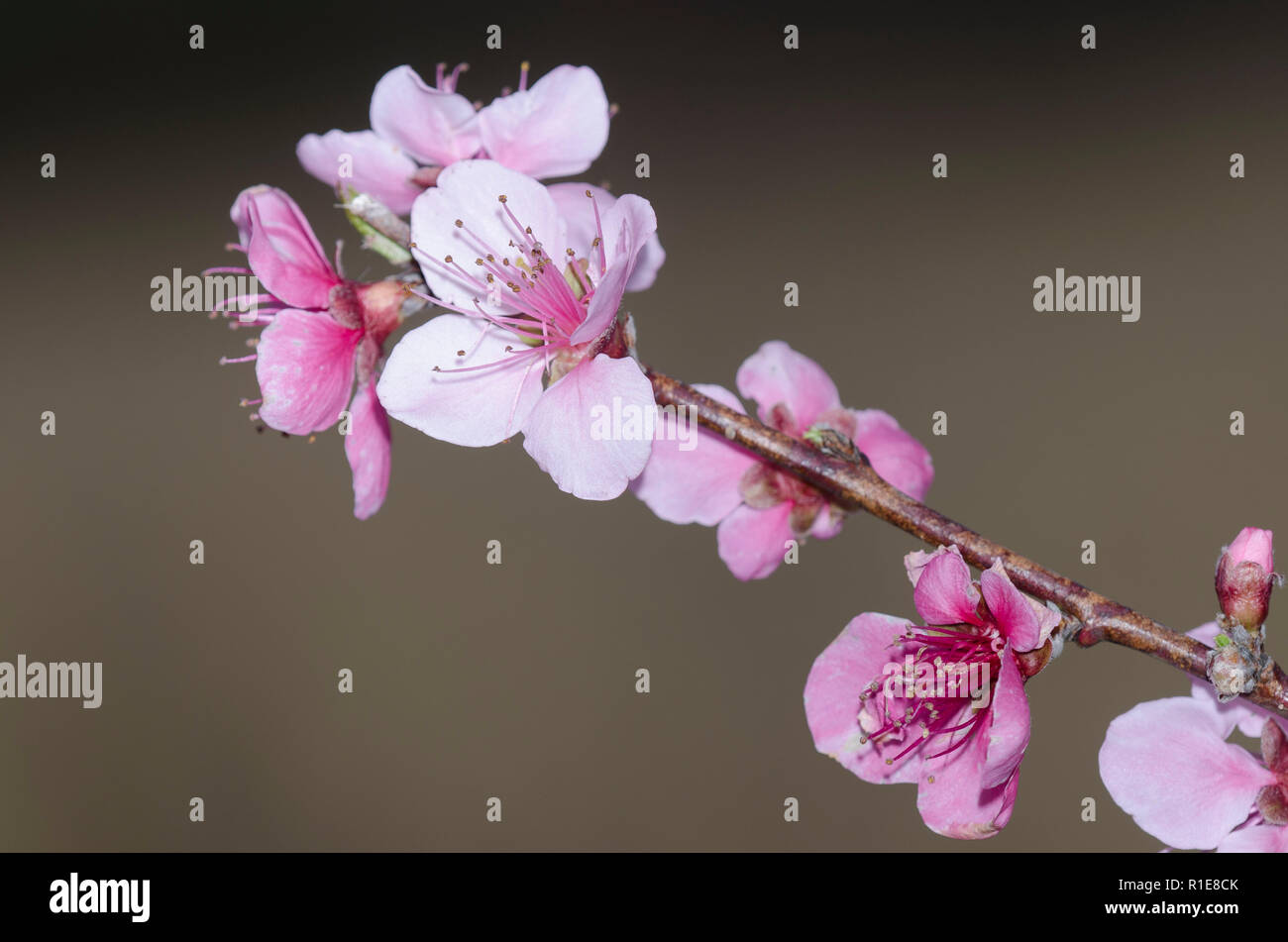 Ciliegia, Prunus sp., fiorisce Foto Stock