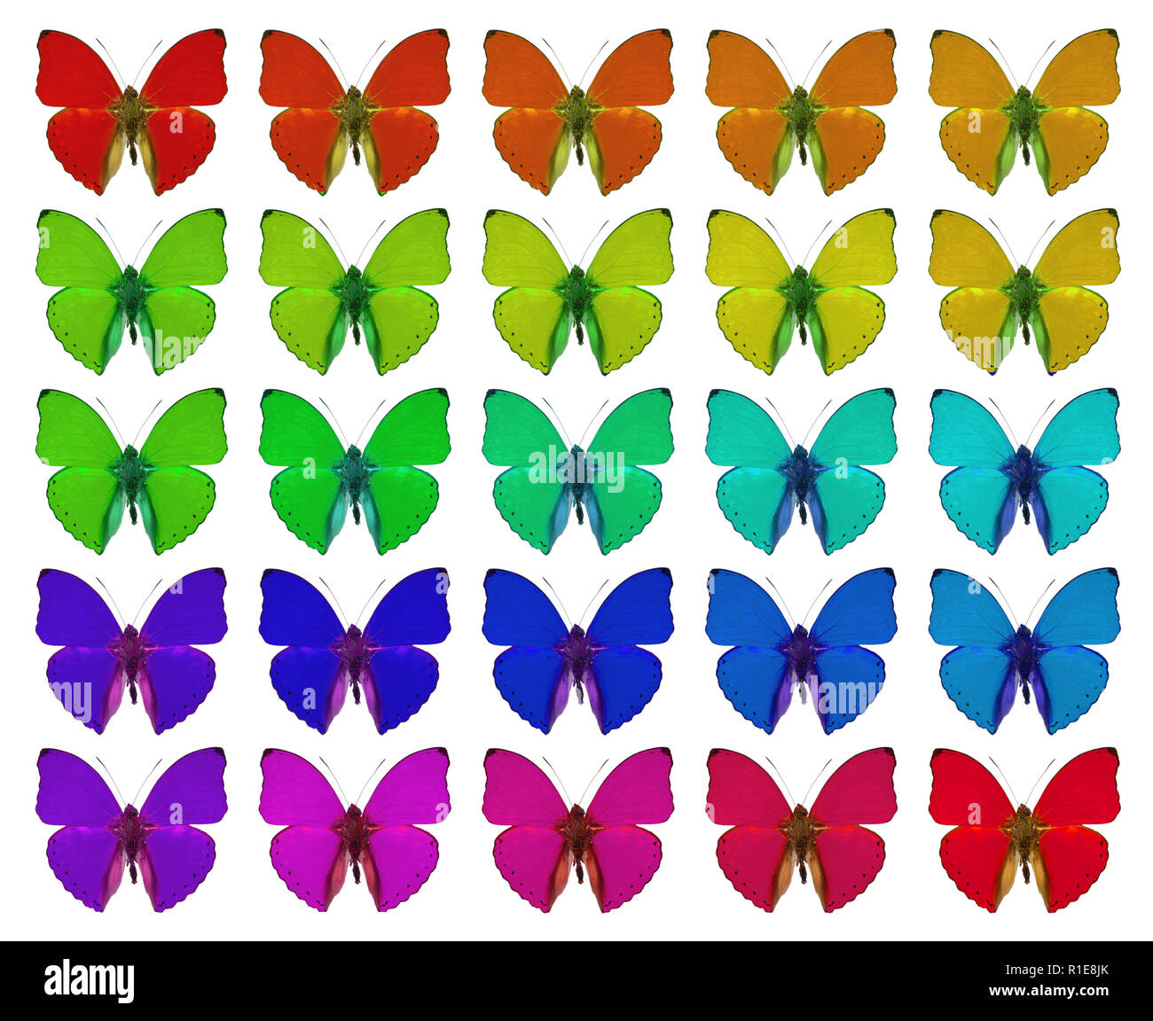 Farfalle che mostra il concetto di colori, folla, differenza, gradiente, ripetizione Foto Stock