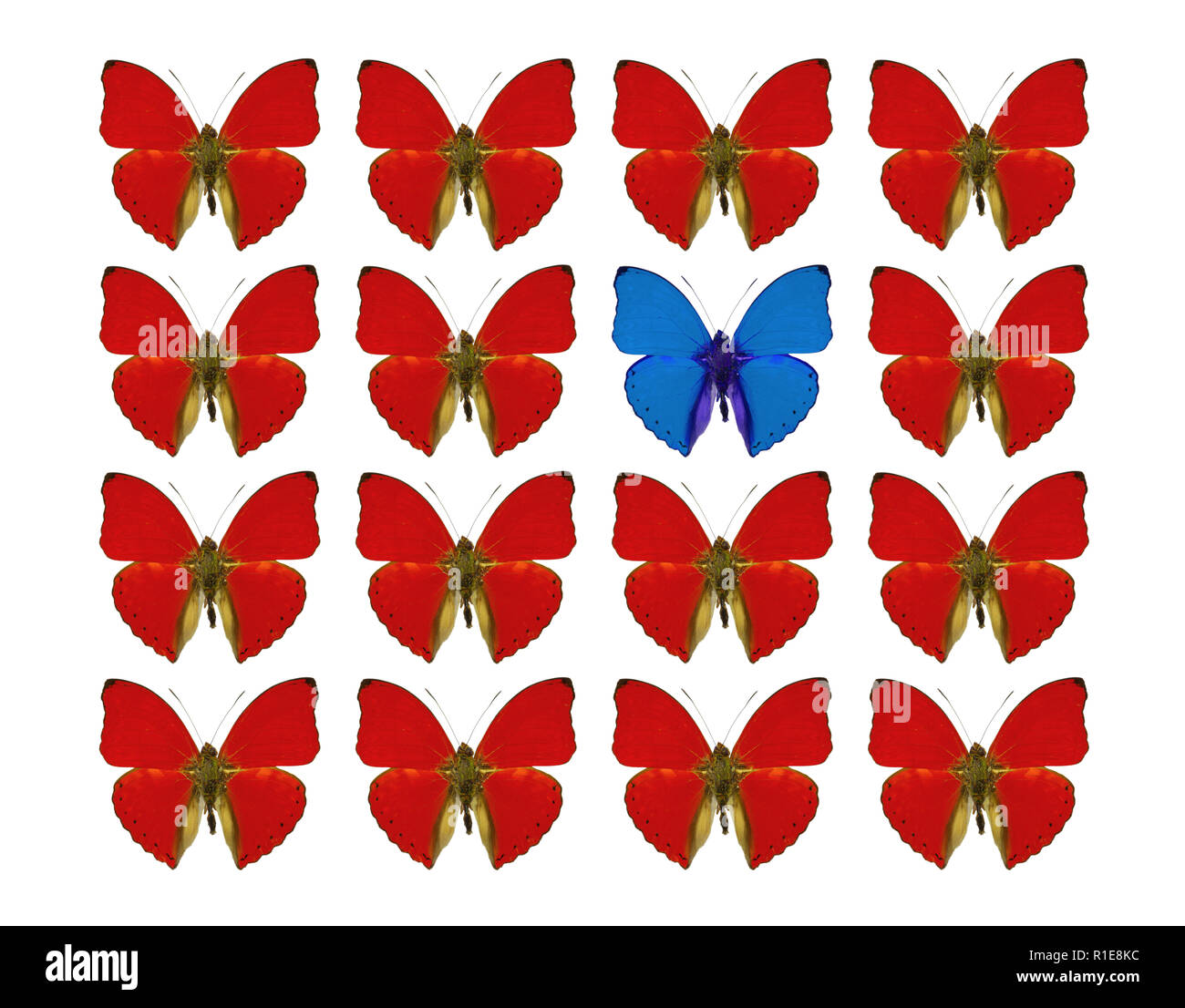 Farfalle che mostra il concetto della differenza, individualità, la folla in piedi fuori, la libertà, la individualità Foto Stock
