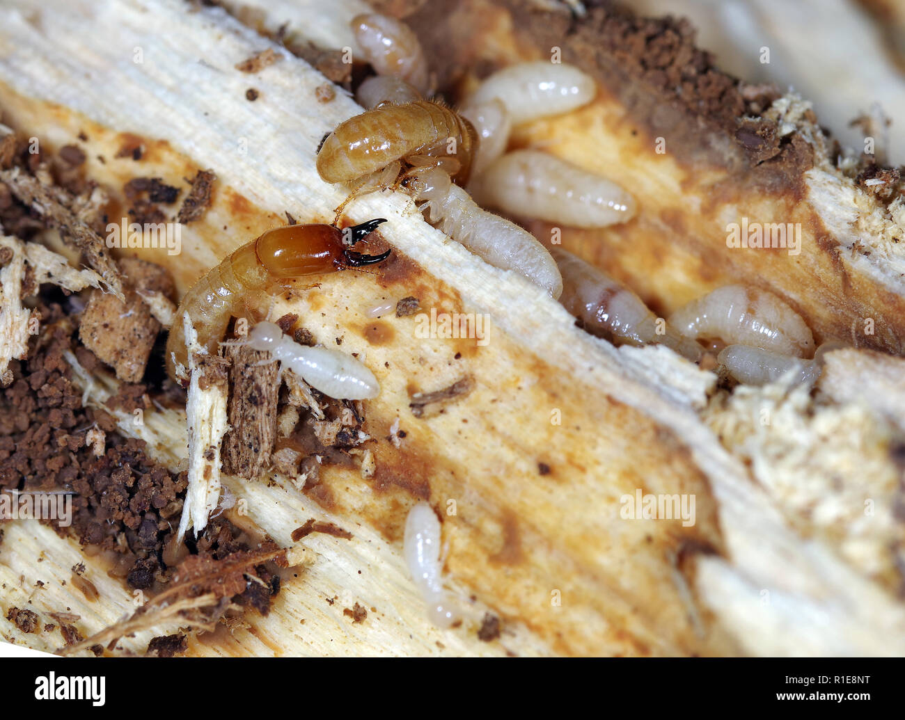 Yellownecked dry-legno termite (Kalotermes flavicollis), una peste seria nei paesi del Mediterraneo Foto Stock