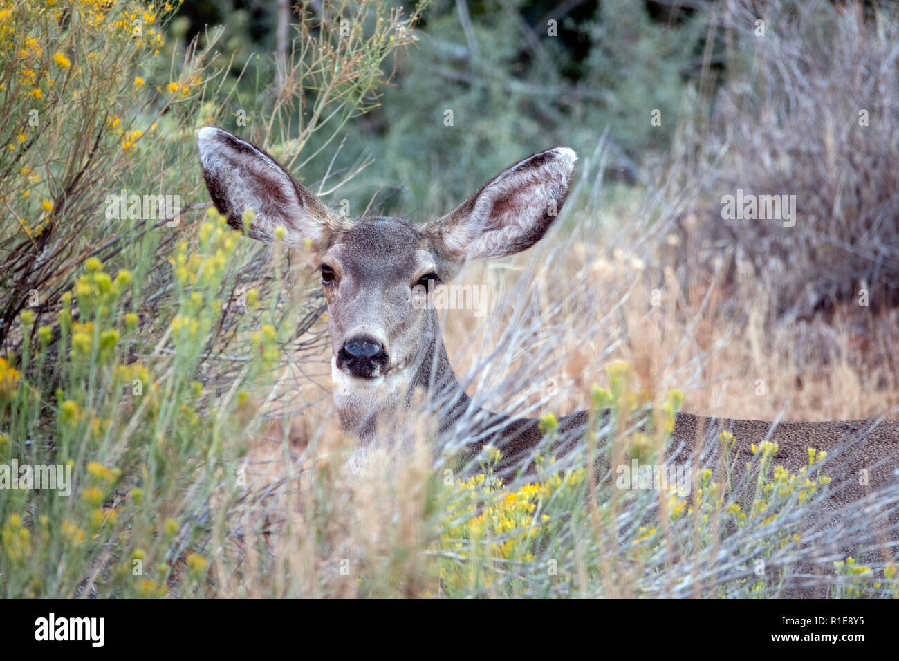 White-tailed deer,Odocoileus virginianus,noto anche come il culbianco o Virginia deer Foto Stock