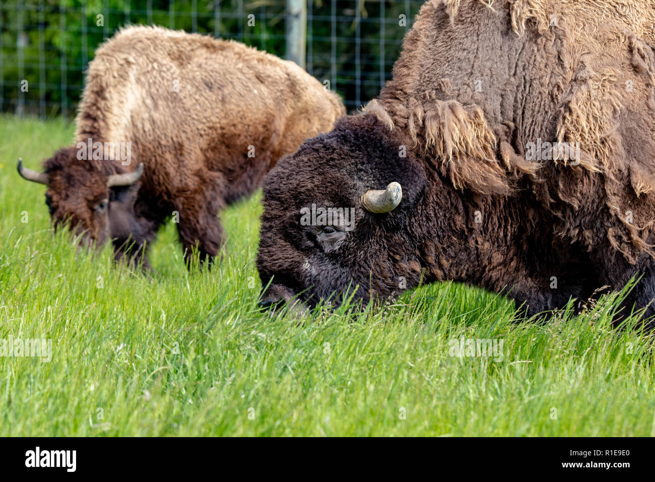 Bisonti americani il pascolo in un campo in primavera, Canterbury, Nuova Zelanda Foto Stock Bisonti americani il pascolo in un campo in primavera, Canterbury, Nuova Zelanda Foto Stock
