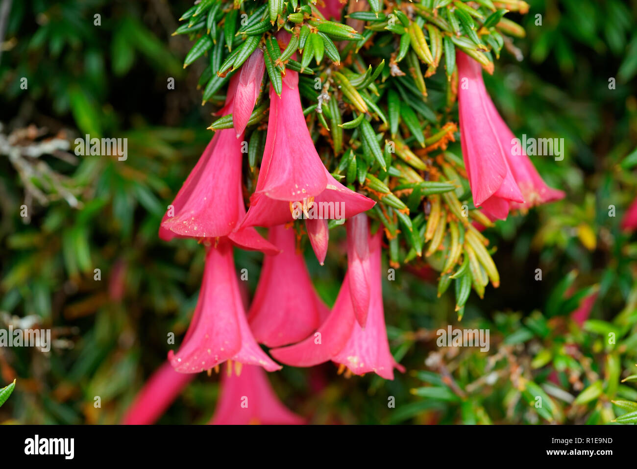 Close-up di un fiore di Philesia magellanica (Coicopihue), con i suoi petali di rosa Foto Stock