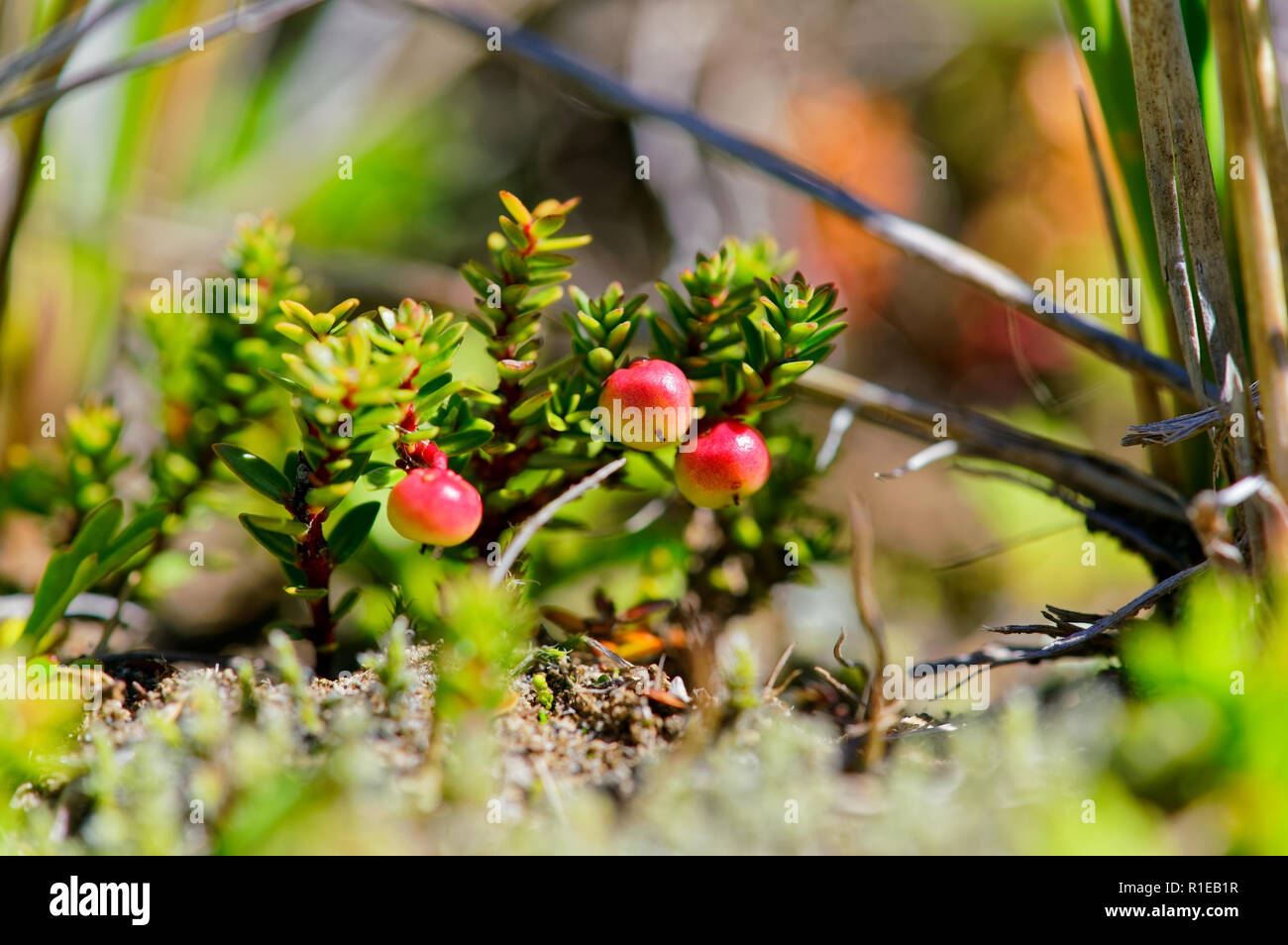 Frutti selvatici, frutti di bosco meglio noto come Chaura si trova nelle altezze del vulcano antillanca nella Cordigliera delle Ande, sud del Cile Foto Stock