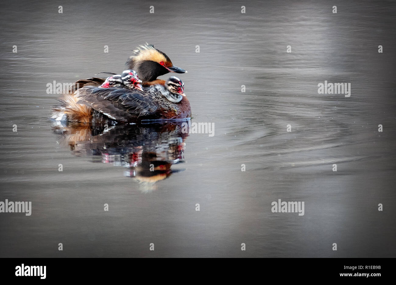 Il nero a collo svasso (Podiceps nigricollis), noto in Nord America come il eared grebe Foto Stock