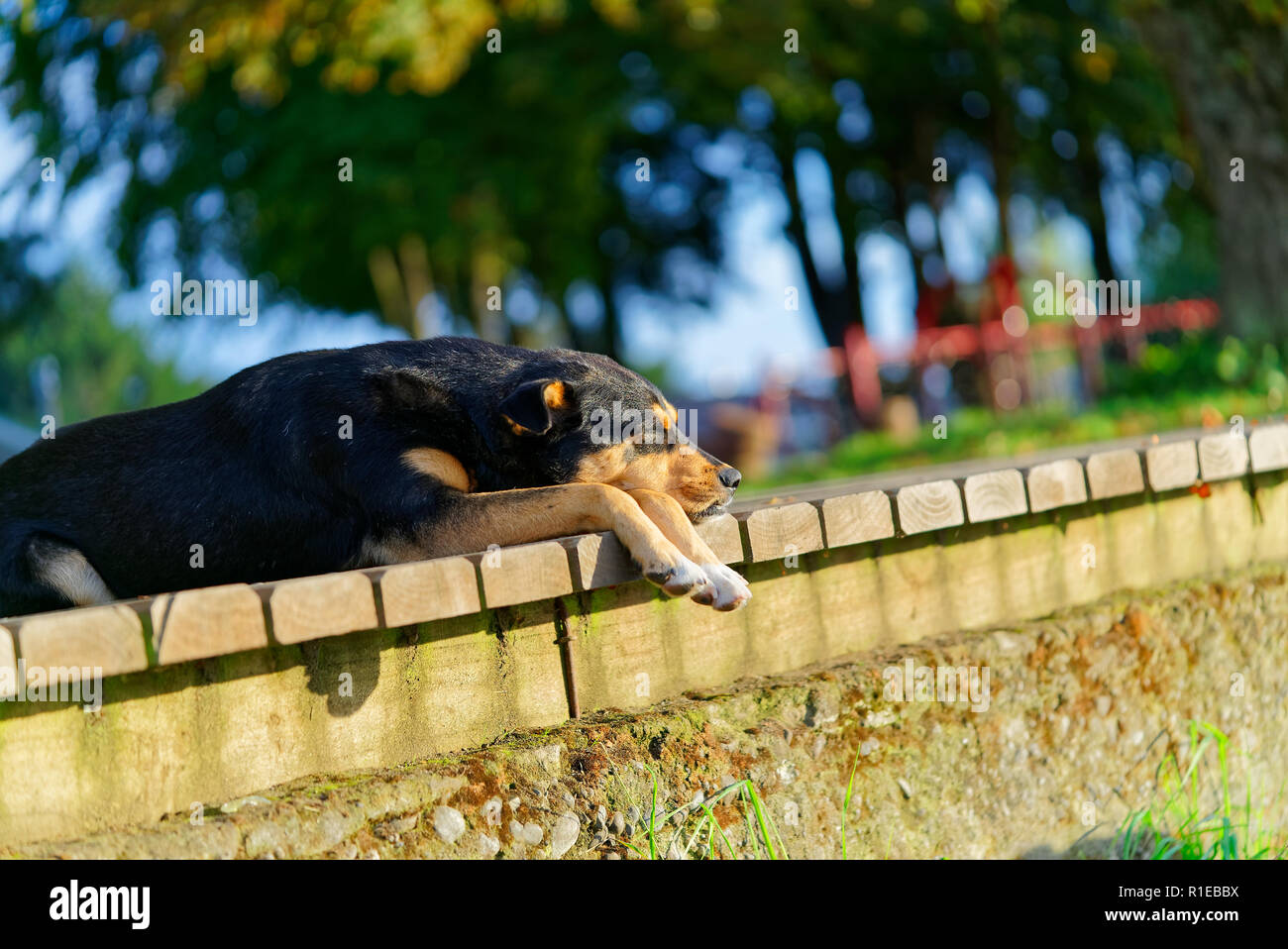 Stray dog warming stessa con il calore del sole del mattino di un nuovo giorno. Foto Stock