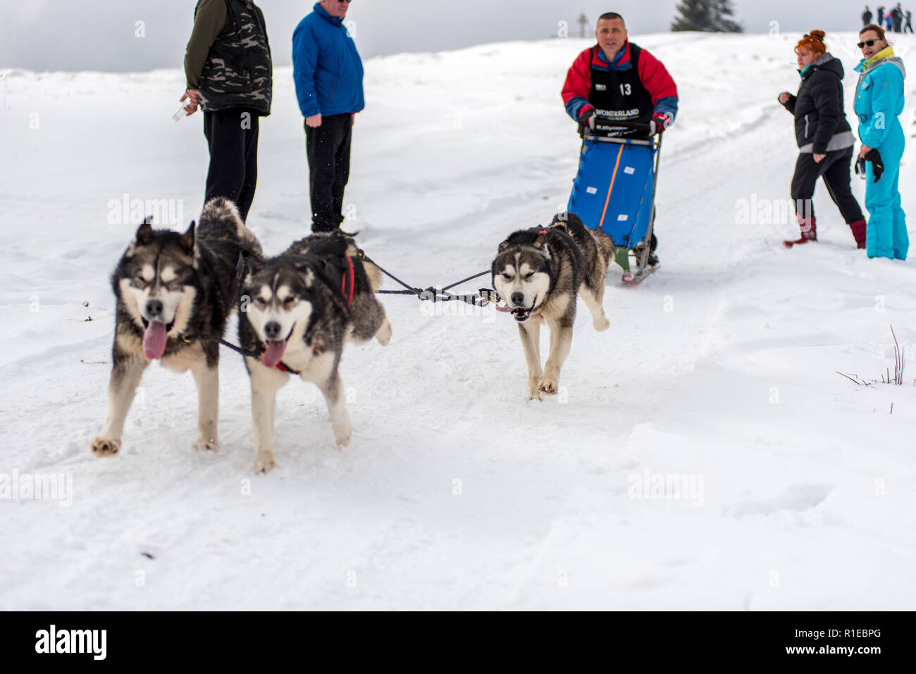 BELIS, Romania - 17 Febbraio 2018 : musher racing a un pubblico corsa di cani da slitta mostrano con cani husky nelle montagne della Transilvania Foto Stock