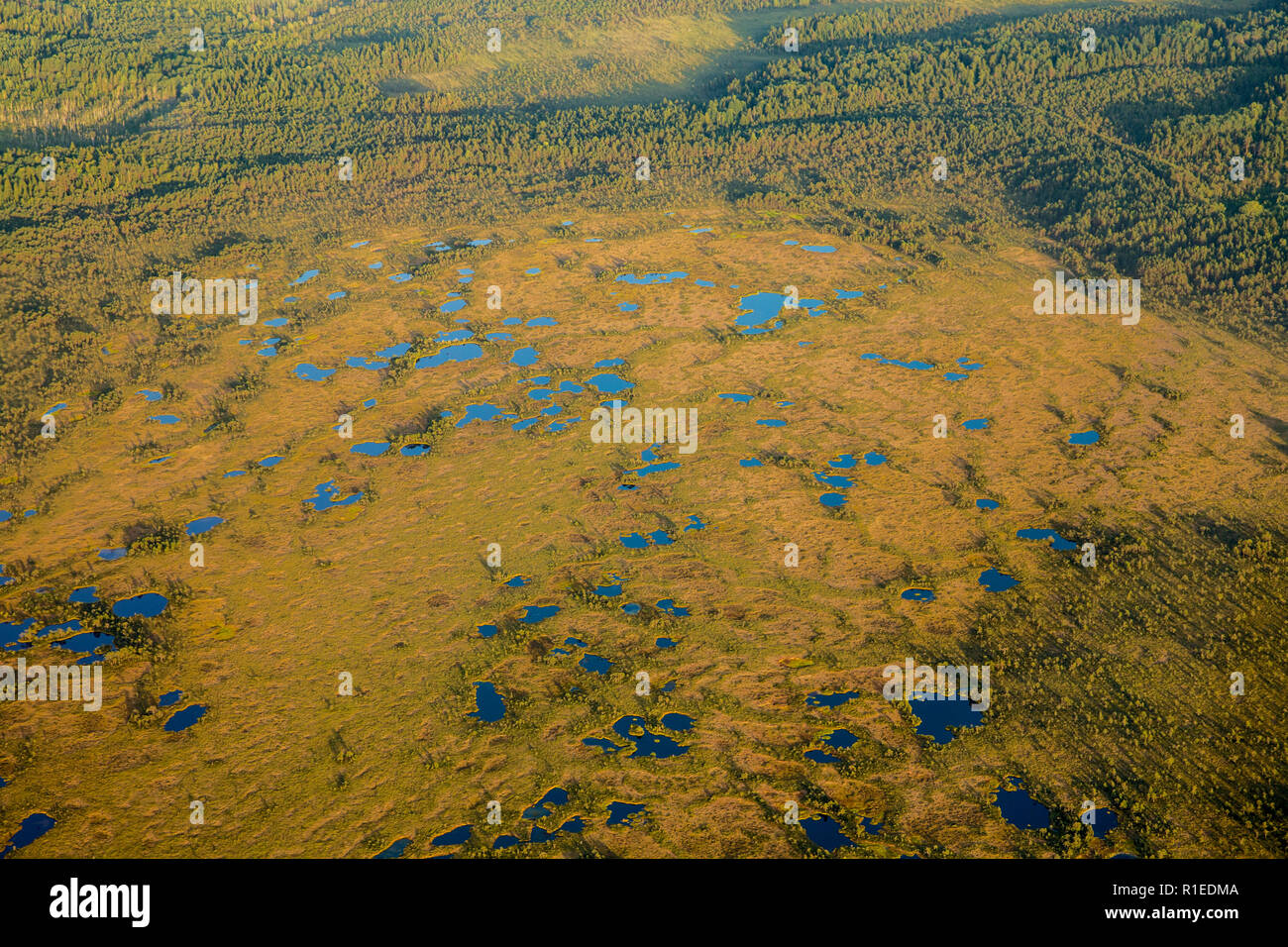 Veduta aerea di bog zone umide in Estonia, il nord Europa in estate. Fotografato dal piano privato. Dovuti a graffi e riflessioni sul piano della finestra, Foto Stock