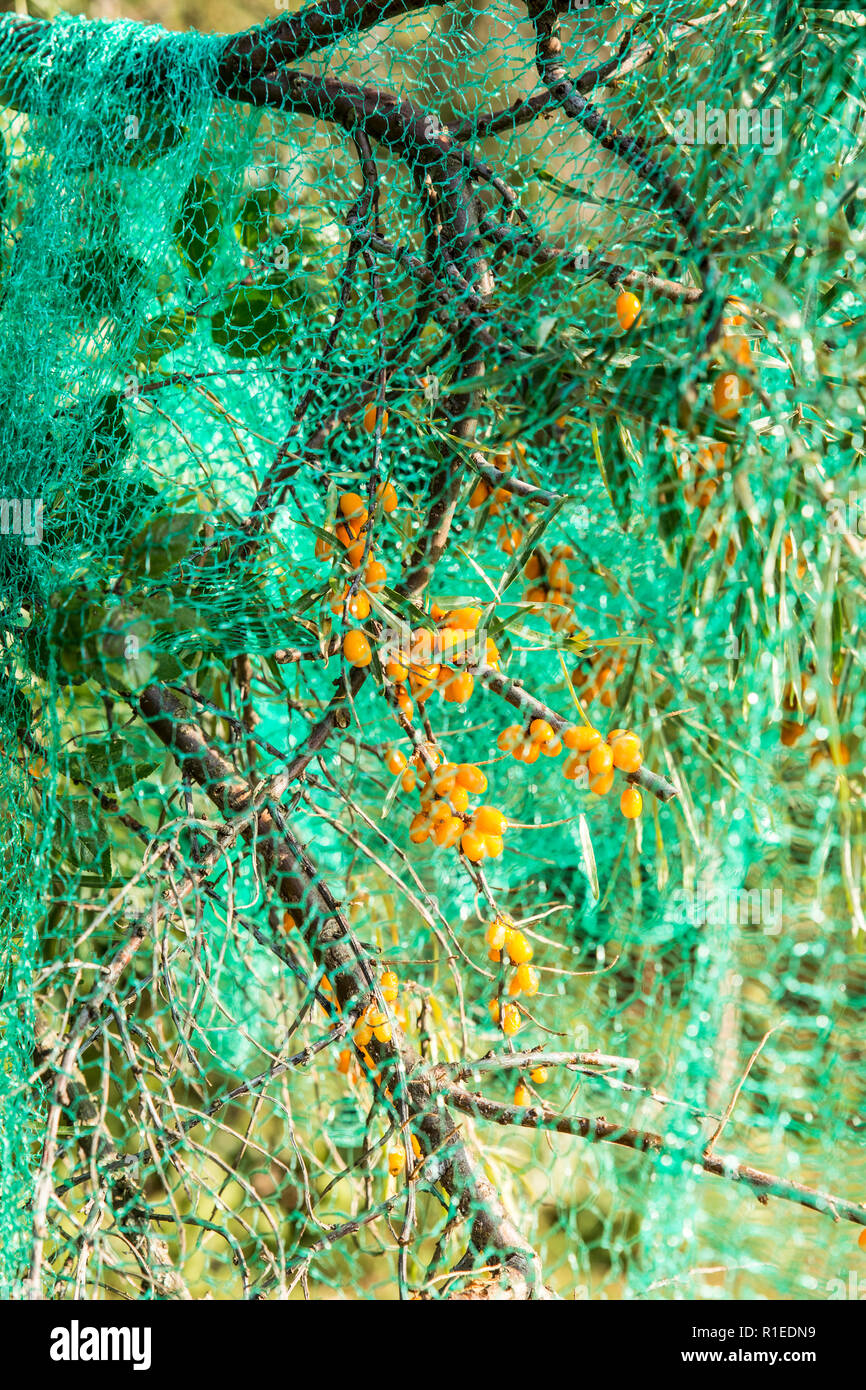 Bacche di olivello spinoso tree ricoperta di verde di protezione rete mesh per proteggere le bacche da uccelli mangiare questi autunno nel giardino di casa. Foto Stock