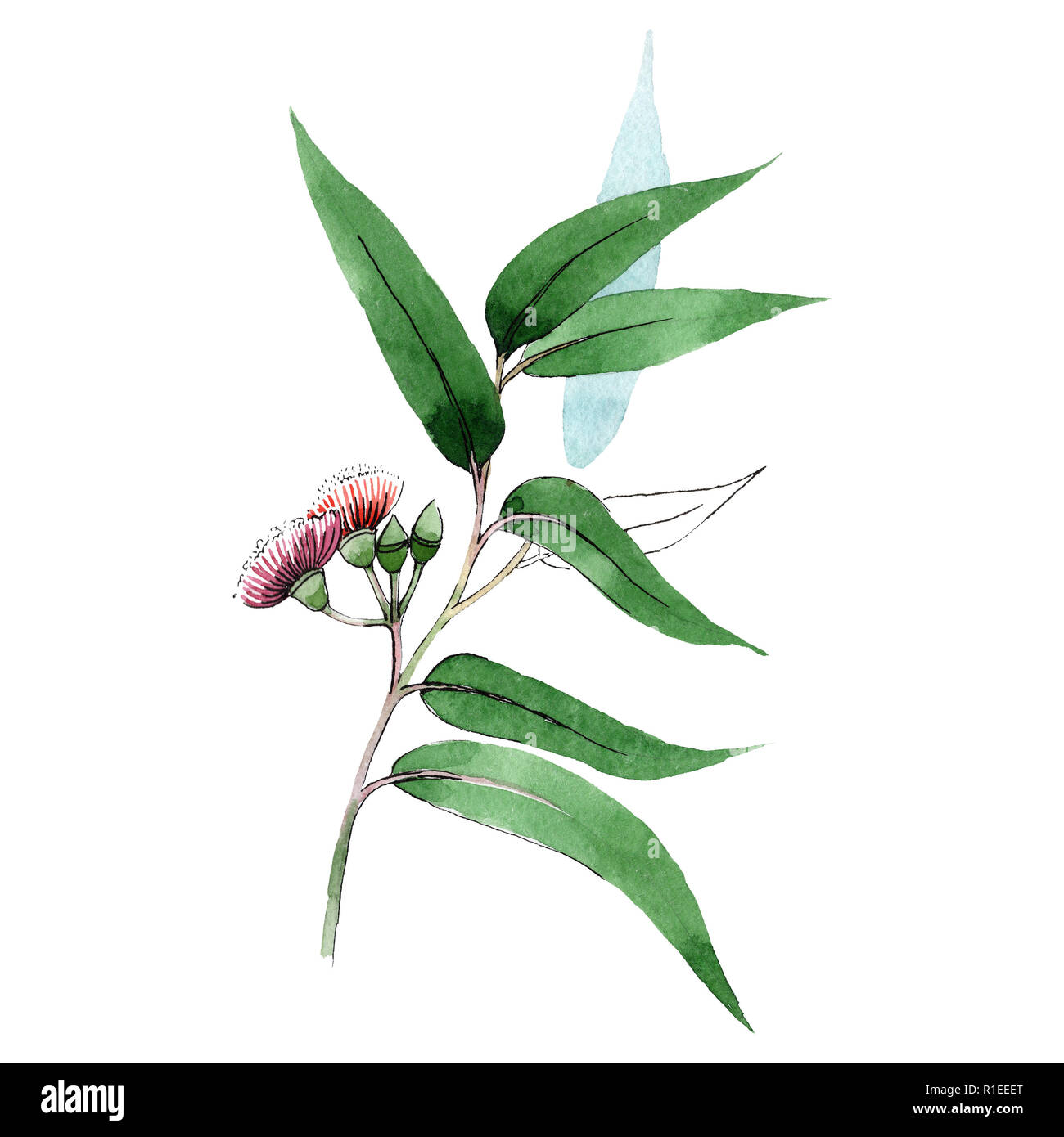 Eukalyptus verde ramo. Floreale di fiori botanica. Wild molla a balestra di fiori selvaggi isolati. Illustrazione set. Foglia verde. Foto Stock