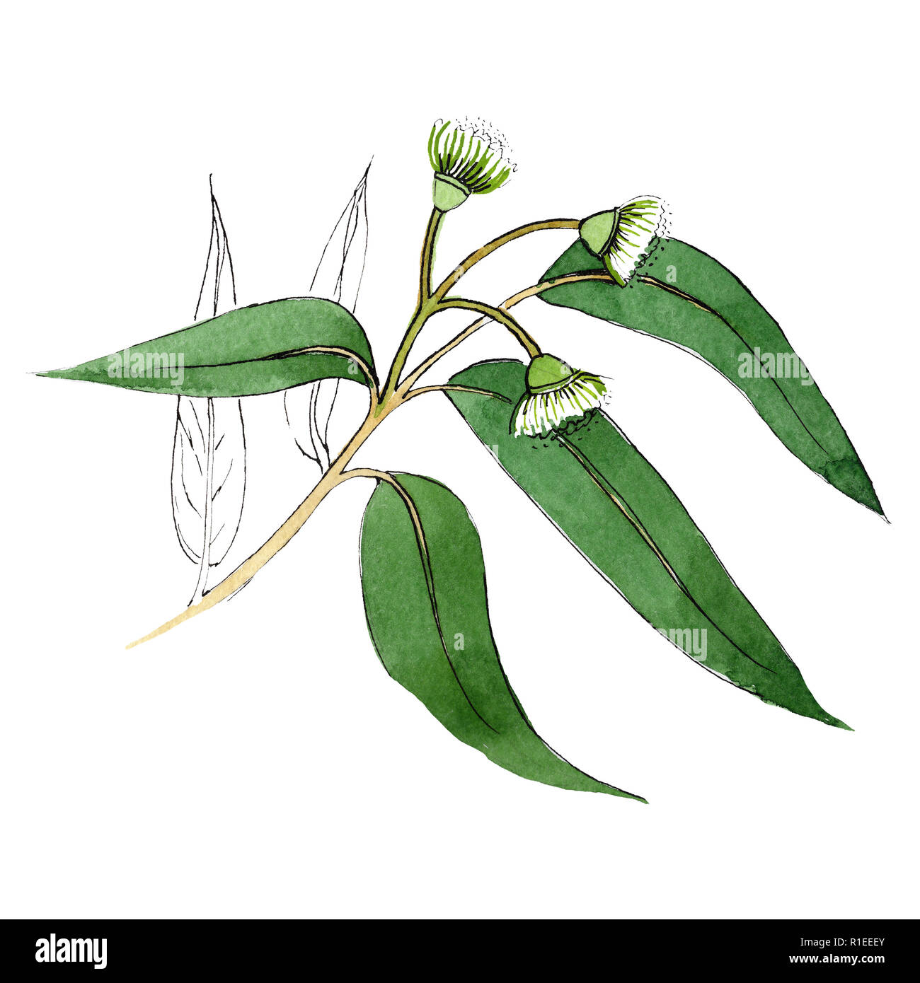 Eukalyptus verde ramo. Floreale di fiori botanica. Wild molla a balestra di fiori selvaggi isolati. Illustrazione set. Foglia verde. Foto Stock