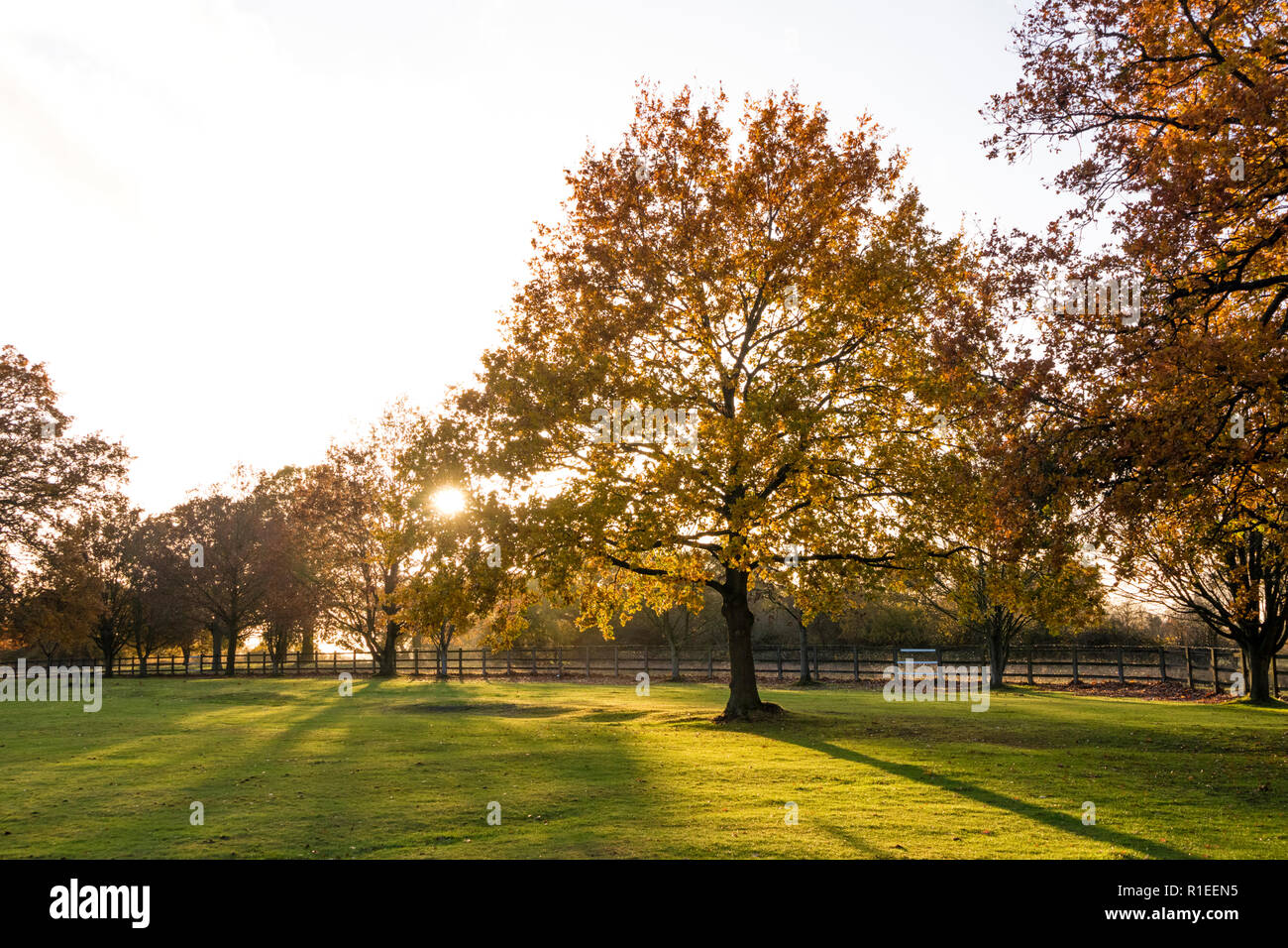 Alberi di quercia in autunno la luce, England, Regno Unito Foto Stock