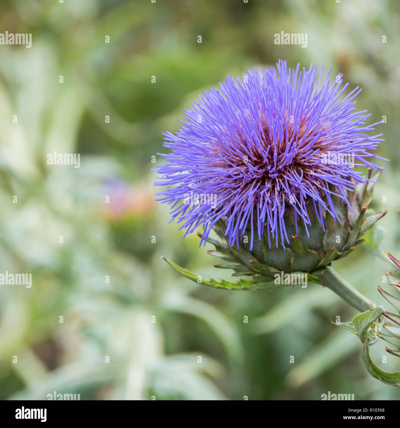 Viola sferica fiore di cardo in testa in una frontiera. Foto Stock