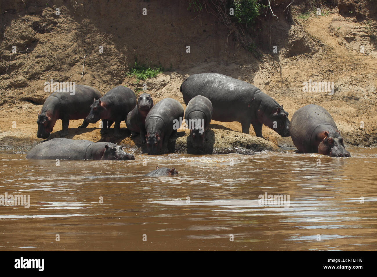 A Ippona famiglia prende un bagno nel fiume di confine del Kenya e della Tanzania Foto Stock