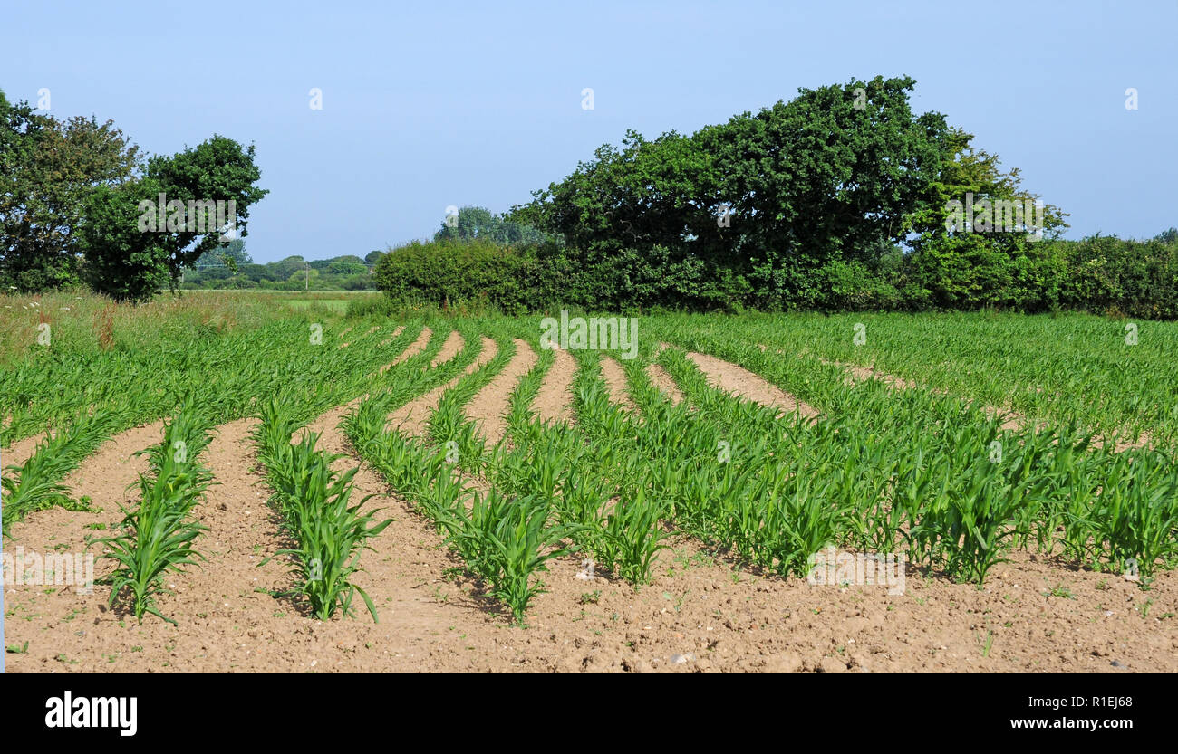 La coltivazione del mais. Piantate per la produzione di mangimi. Foto Stock